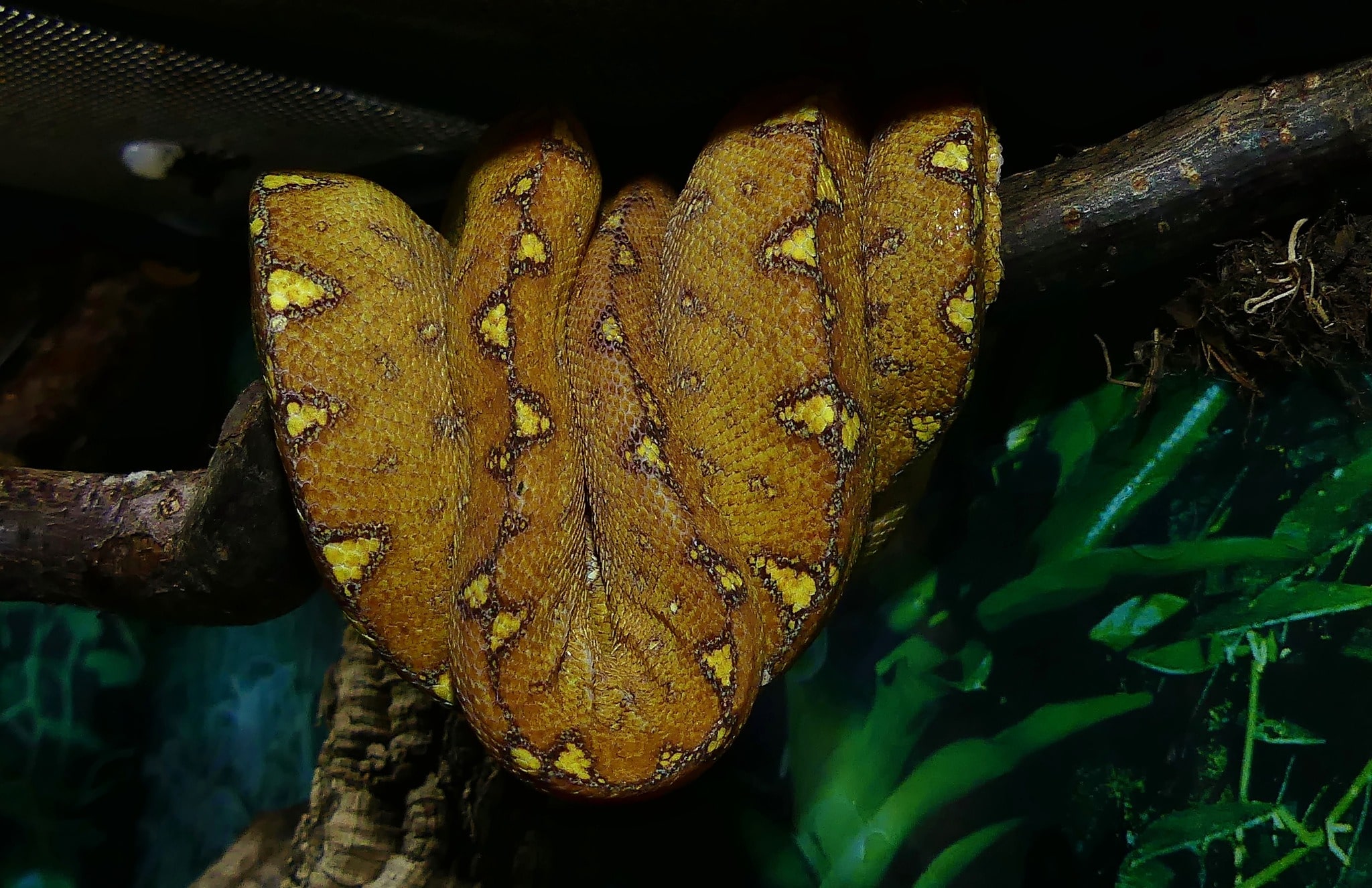 Morelia Viridis Arfak