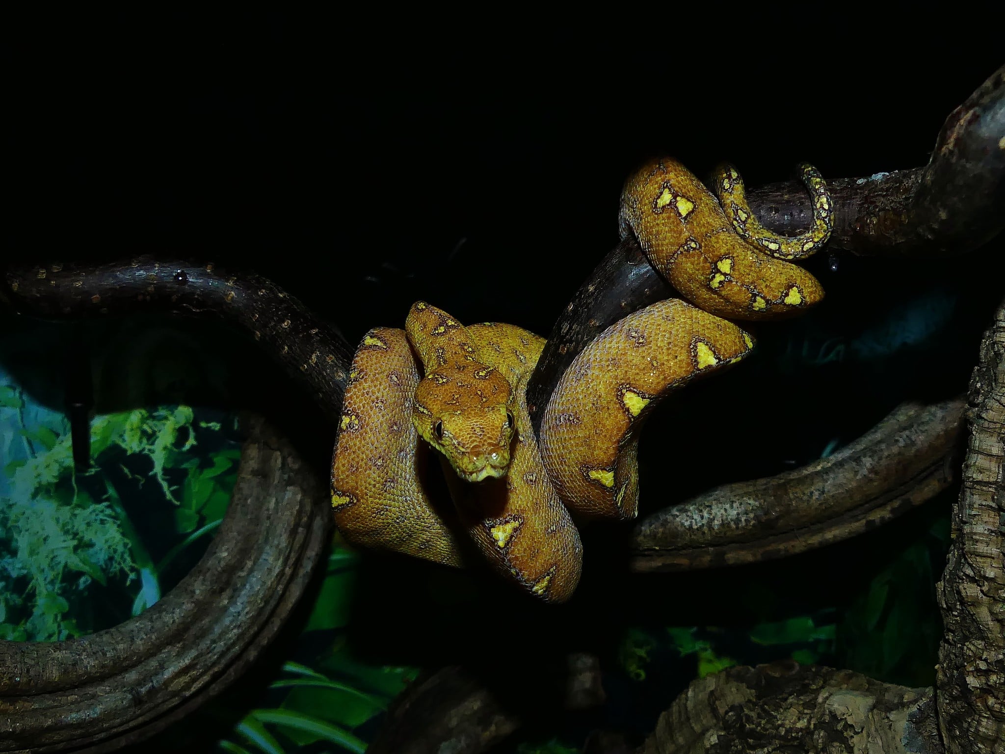 Morelia Viridis Arfak