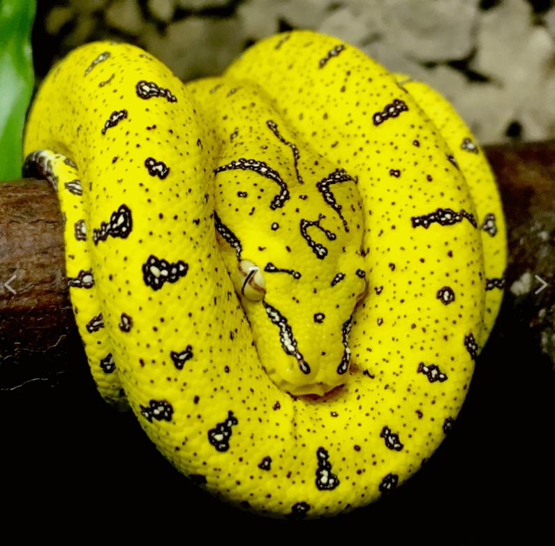 Morelia Viridis Aru