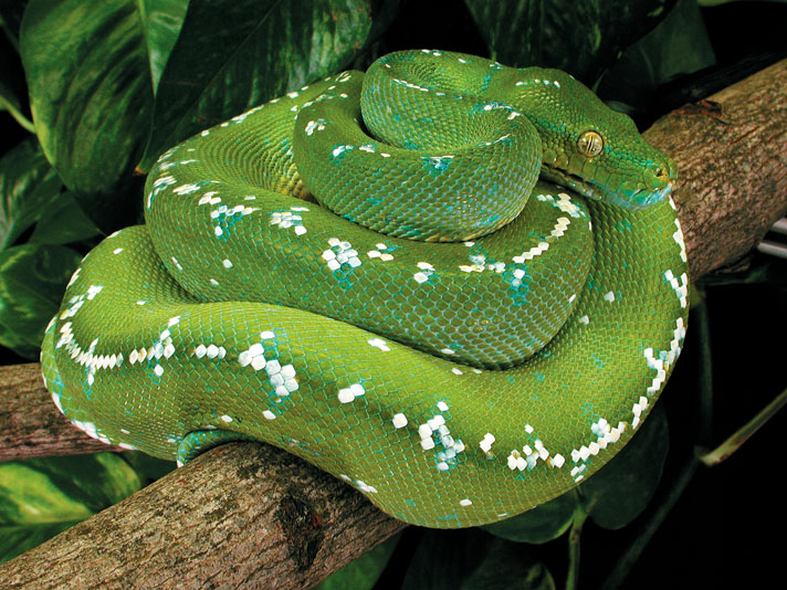 Morelia Viridis Aru