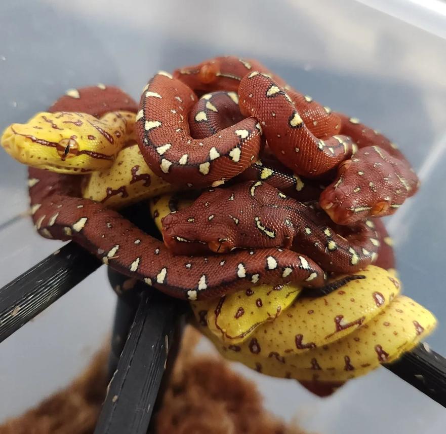Morelia Viridis Biak