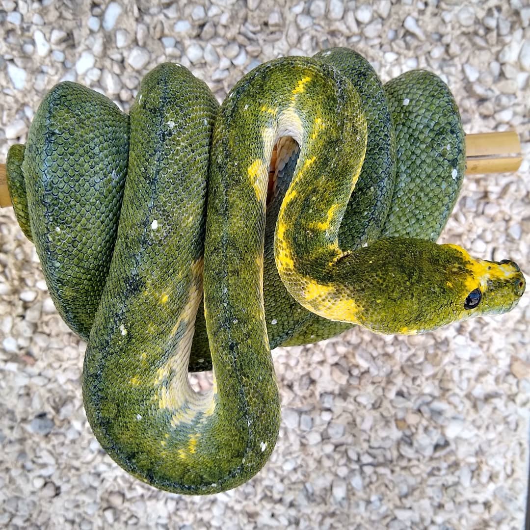 Morelia Viridis Biak