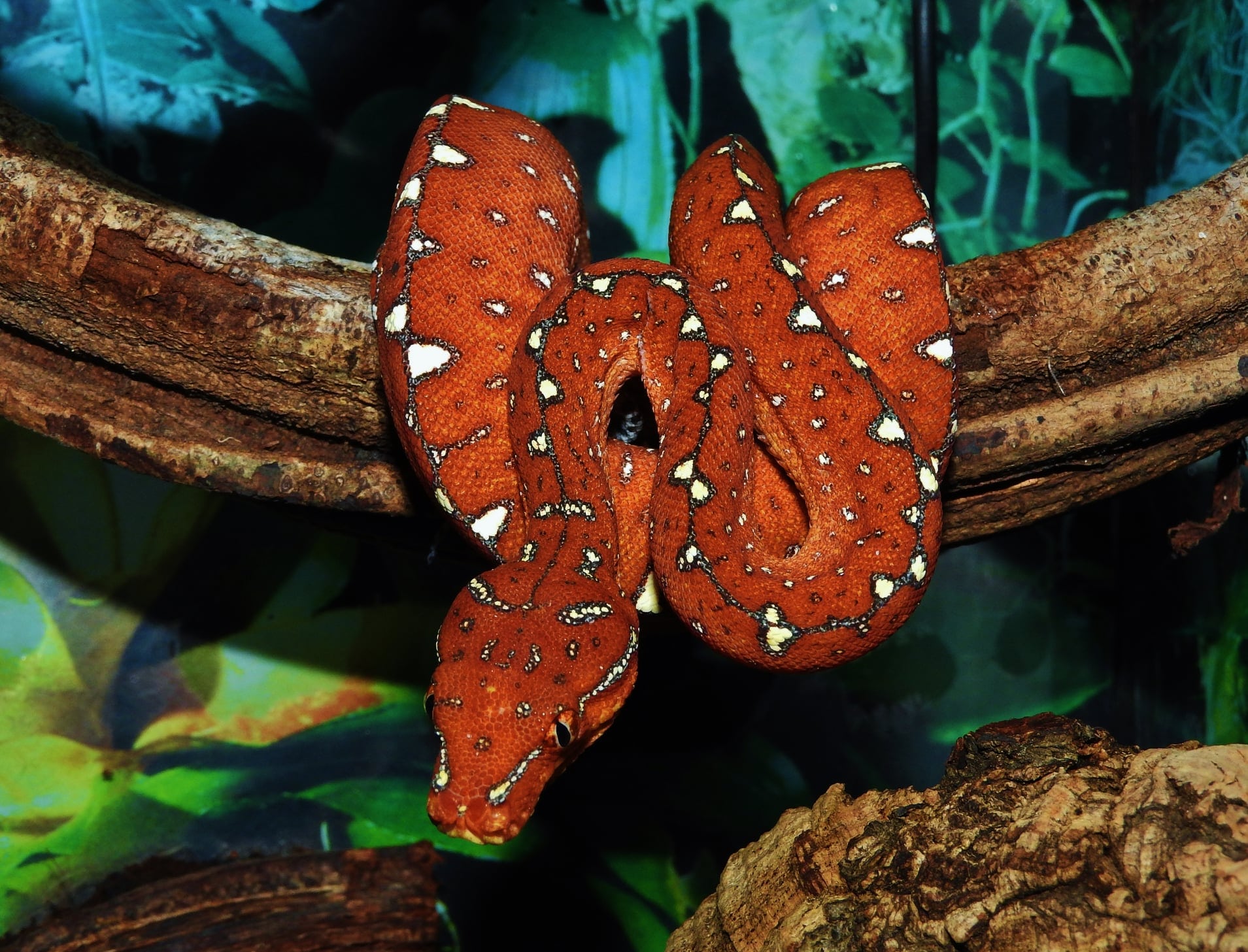 Morelia Viridis Cyclops
