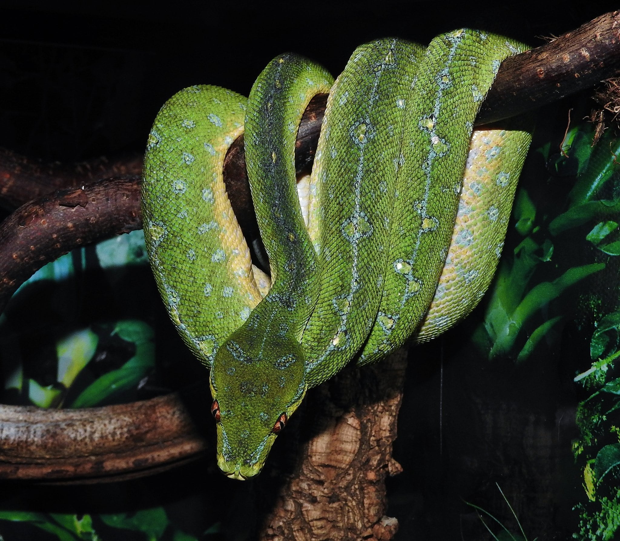 Morelia Viridis Cyclops