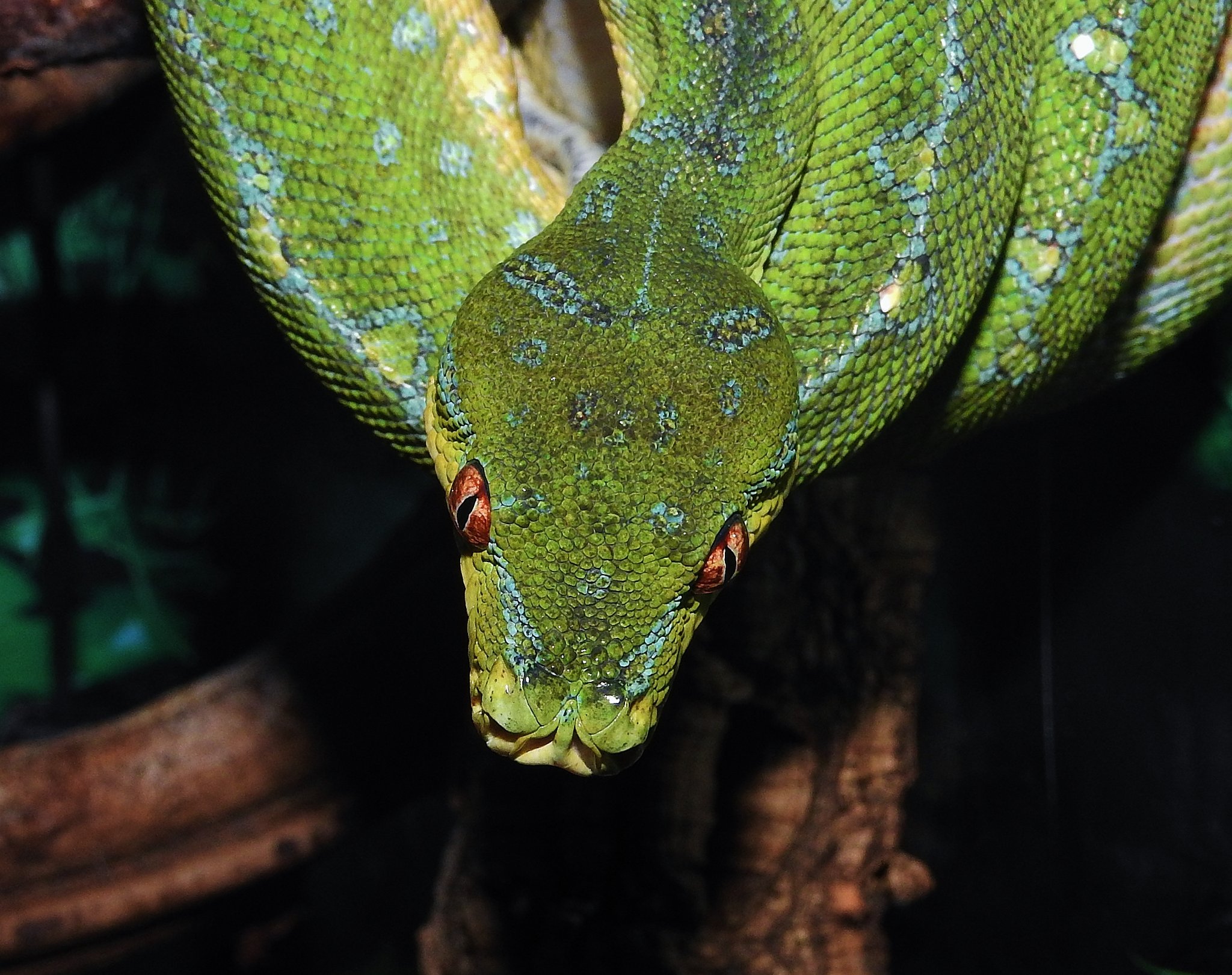 Morelia Viridis Cyclops