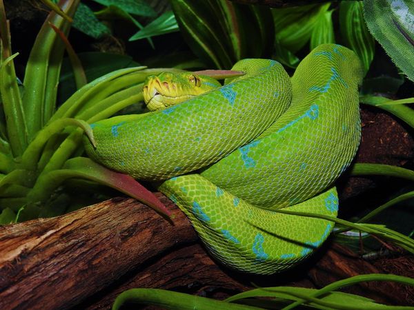 Morelia Viridis Kofiau