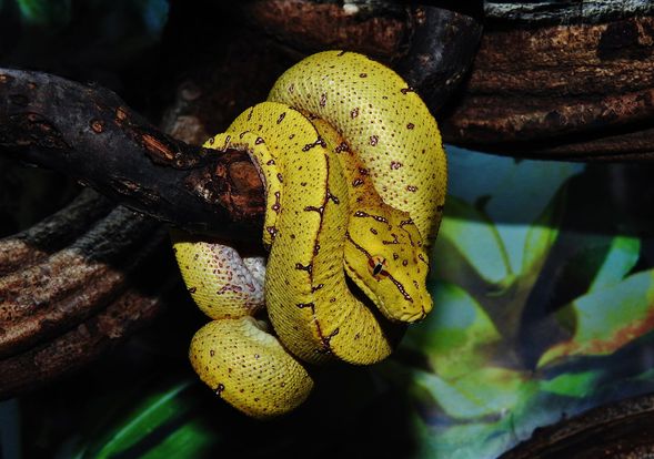 Morelia Viridis Lereh