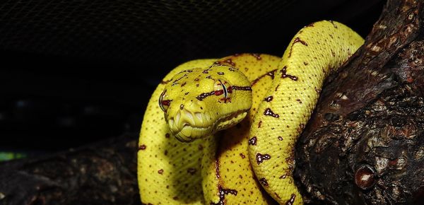 Morelia Viridis Lereh