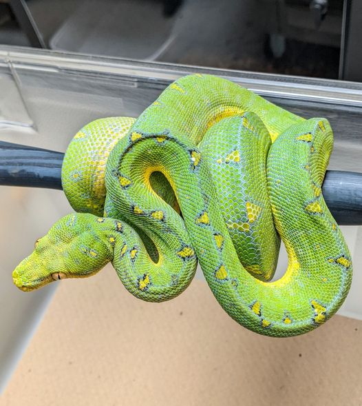 Morelia Viridis Manokwari