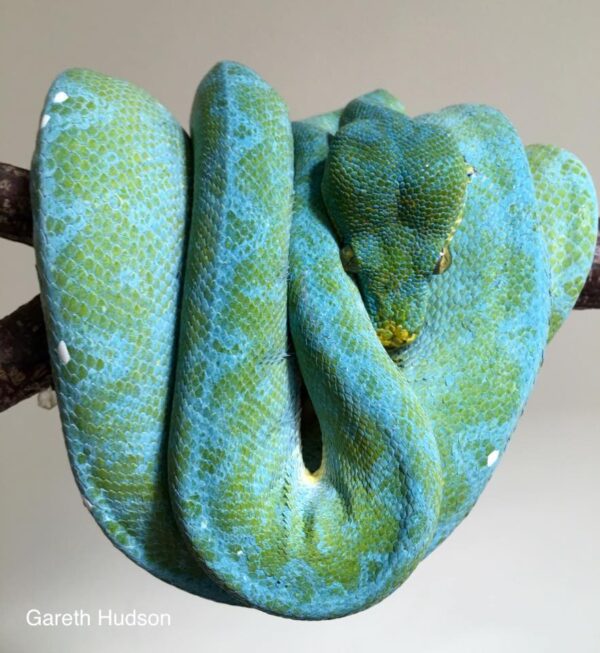 Morelia Viridis Manokwari