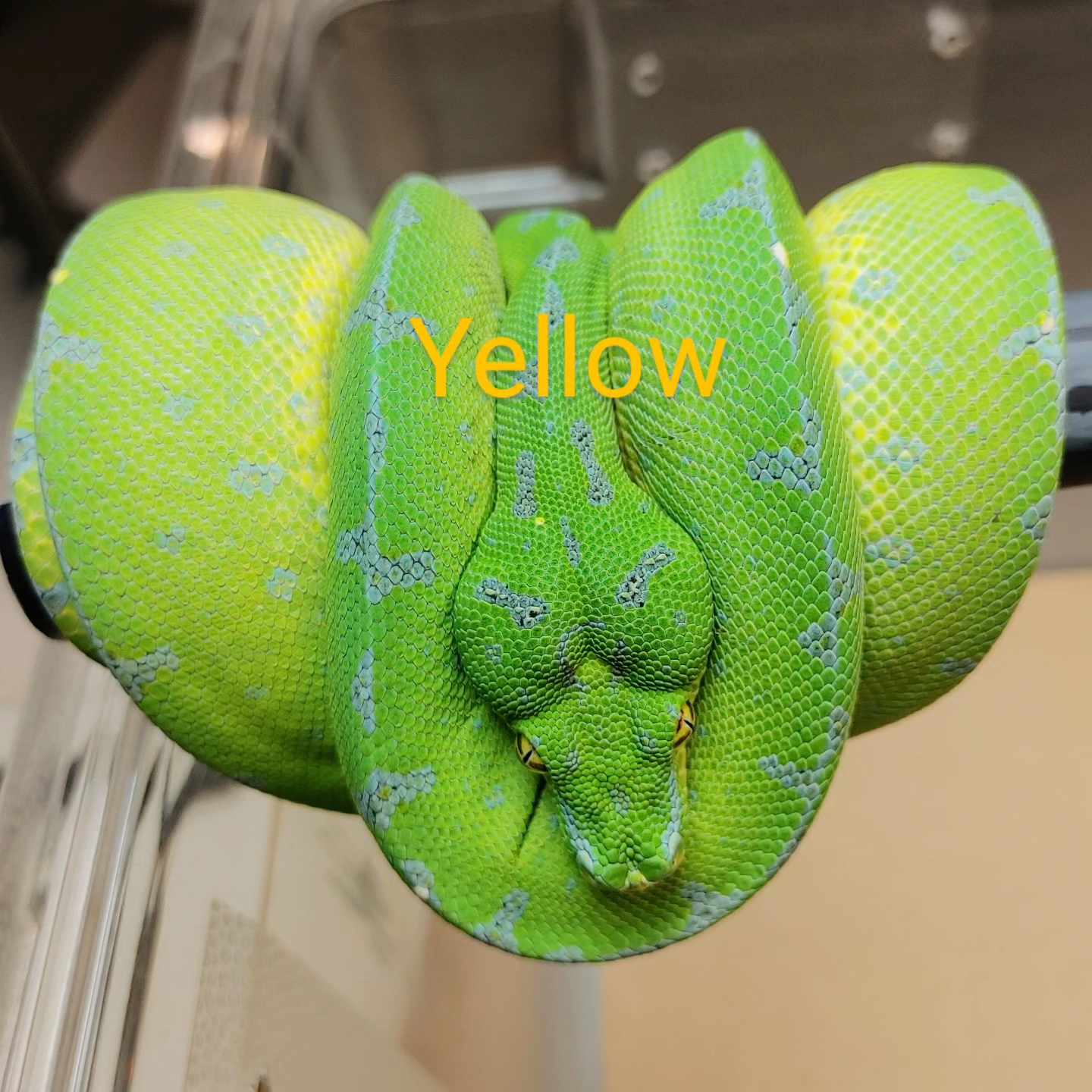 Morelia Viridis Manokwari