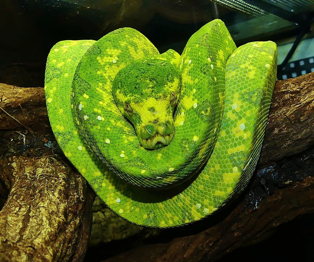 Morelia Viridis Padaido