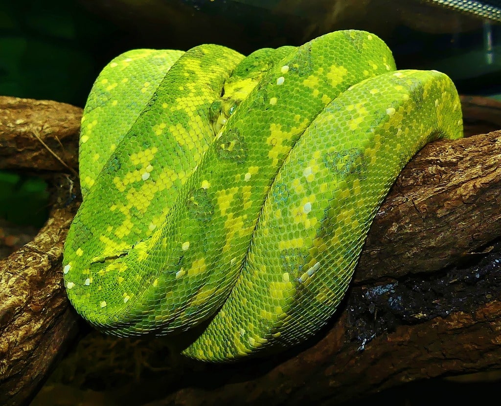 Morelia Viridis Padaido