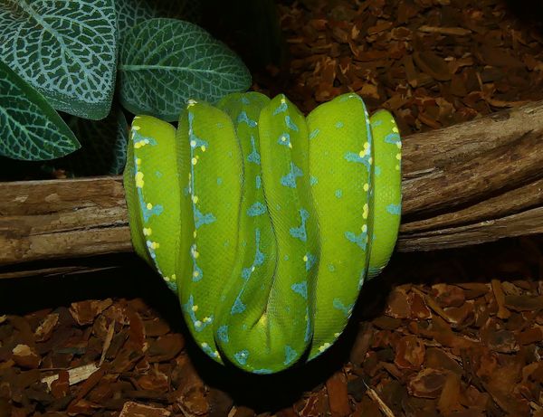 Morelia Viridis Sorong