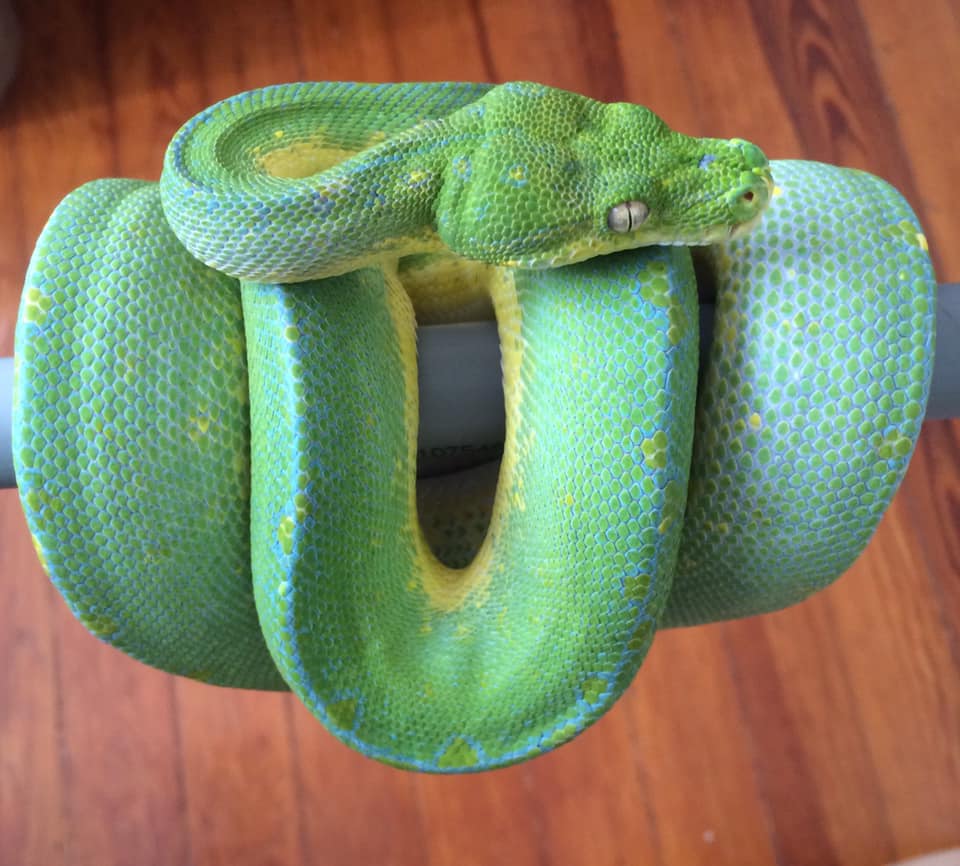 Morelia Viridis Wamena